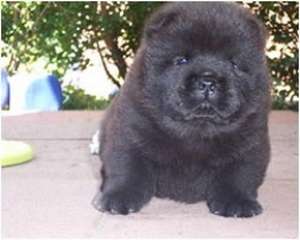 Catei Chow Chow negru