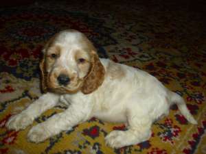 vand  coker  spaniel