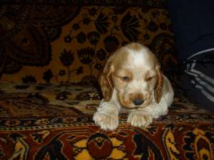 vand  coker  spaniel