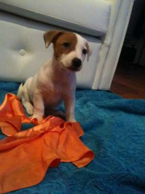 vand jack russell terrier