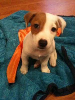 vand jack russell terrier