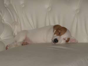 vand jack russell terrier
