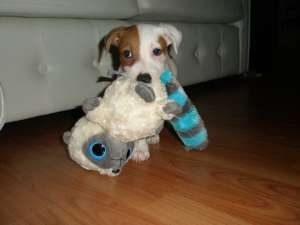 vand jack russell terrier