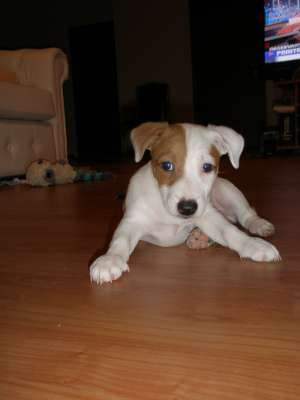vand jack russell terrier