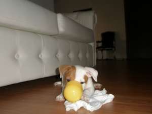 vand jack russell terrier