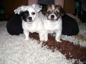Vand pui Bichon Maltese Mix