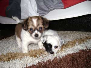 Vand pui Bichon Maltese Mix
