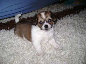 Vand pui Bichon Maltese Mix