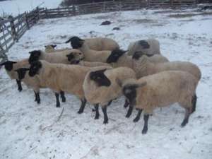 Suffolk de vanzare