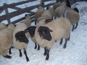 Suffolk de vanzare