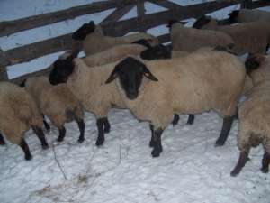 Suffolk de vanzare