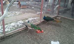 Vand Pasari Exotice!!!