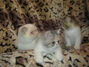 vand pisoi exotic shorthair