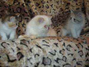 vand pisoi exotic shorthair