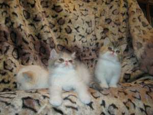 vand pisoi exotic shorthair