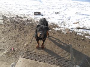 Ofer la monta Rottweiler foarte frumos!!