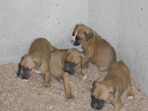 Boxer de vanzare