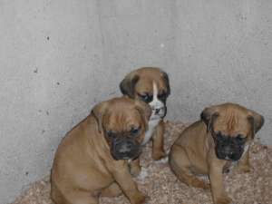 Boxer de vanzare