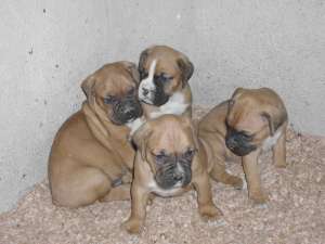 Boxer de vanzare
