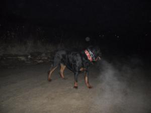 Ofer la monta Rottweiler foarte frumos!!