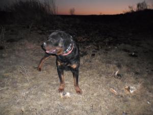 Ofer la monta Rottweiler foarte frumos!!