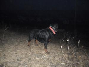 Ofer la monta Rottweiler foarte frumos!!