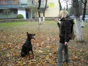 Dog-walking si pet-sitting la Cluj-Napoca