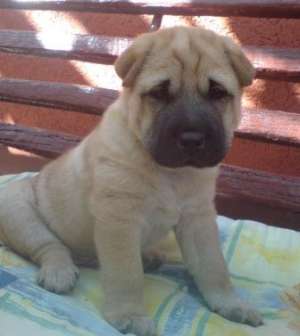 vand pui shar pei