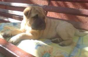 vand pui shar pei