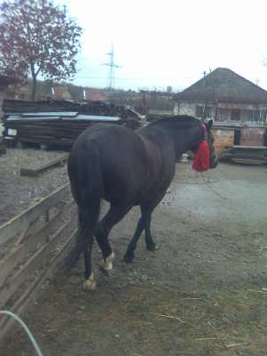 Vand iapa Metis