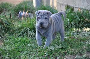 shar pei 500 ron minim