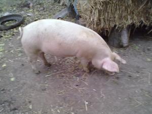 porci de vanzare si alte animale
