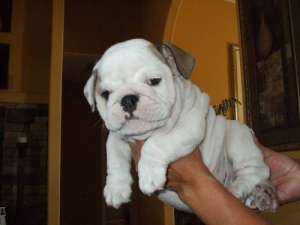 minunat pui buldog pentru adoptarea engleză.