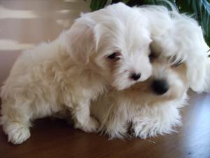 VAND CATELUSI BICHON MALTEZE DEOSEBITI DE FRUMOSI