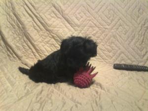 bichon havanese