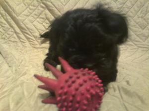 bichon havanese