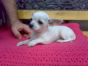 Vand catei Chihuahua de cea mai buna calitate!