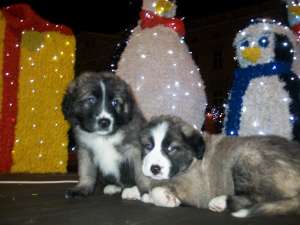 Vand Ciobanesc Romanesc Carpatin