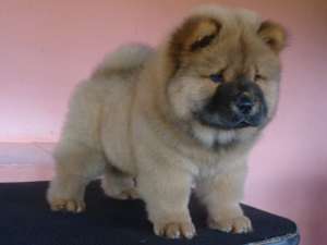 Chow-Chow pret avantajos,  calitate exceptionala