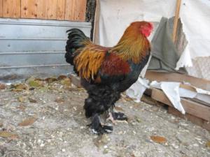 Brahma Herminat Deschis. Pui si Oua . 2012