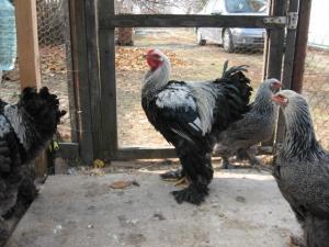 Brahma Herminat Deschis. Pui si Oua . 2012