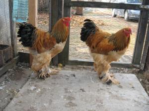 Brahma Herminat Deschis. Pui si Oua . 2012