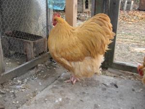 Brahma Herminat Deschis. Pui si Oua . 2012