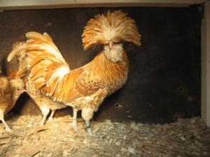 Brahma Herminat Deschis. Pui si Oua . 2012