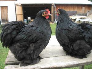 Brahma Herminat Deschis. Pui si Oua . 2012