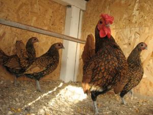 Brahma Herminat Deschis. Pui si Oua . 2012