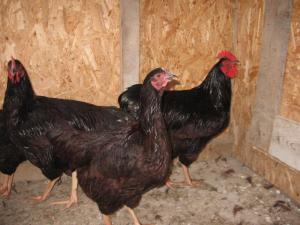 Brahma Herminat Deschis. Pui si Oua . 2012