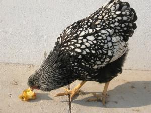 Brahma Herminat Deschis. Pui si Oua . 2012