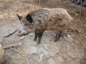 porc mistret de vanzare
