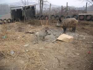 porc mistret de vanzare